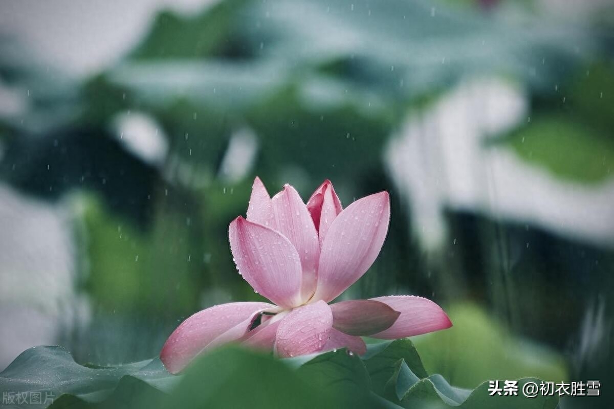 雨中荷花诗词五首赏析（雨打荷花珠不定，雨后荷花无限香）