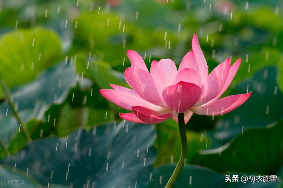 雨中荷花诗词五首赏析（雨打荷花珠不定，雨后荷花无限香）