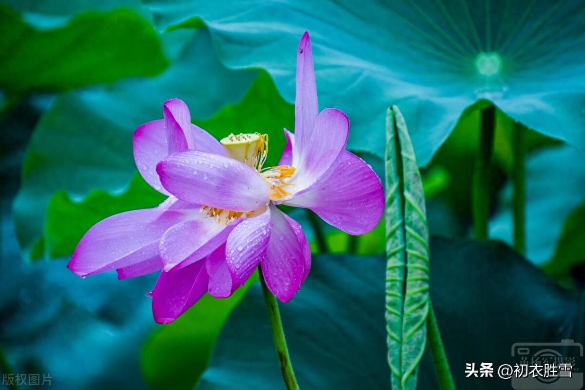 雨中荷花诗词五首赏析（雨打荷花珠不定，雨后荷花无限香）