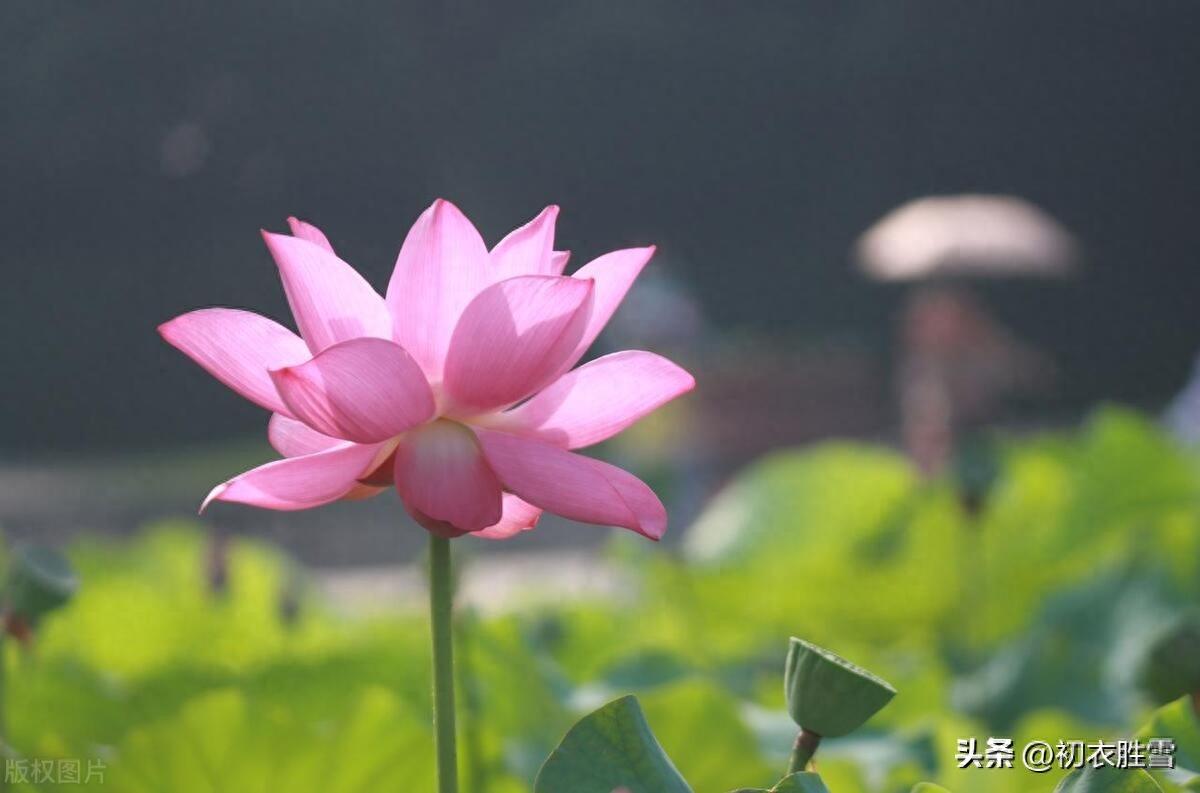 赞美夏日荷花古诗大全（荷花唯美古诗六首）