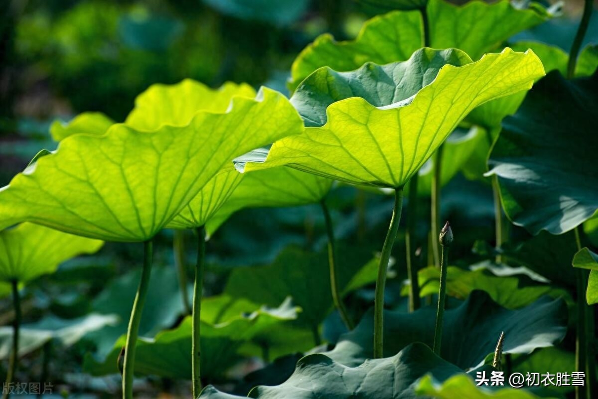 三伏避暑古诗五首鉴赏（来风堪避暑，静夜致清凉）