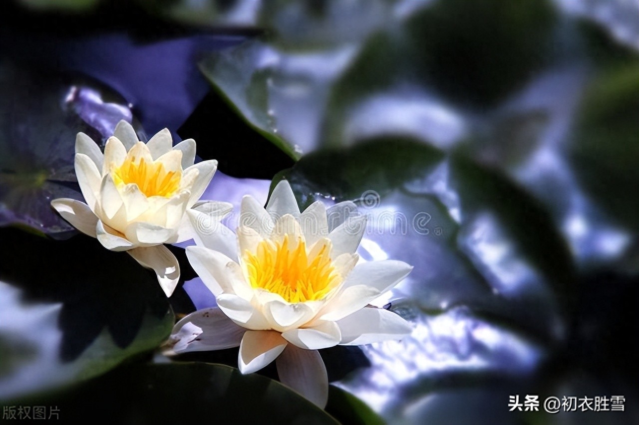 夏夜唯美绝句诗词五首（一窗明月凉于水，梦醒香闻子午莲）