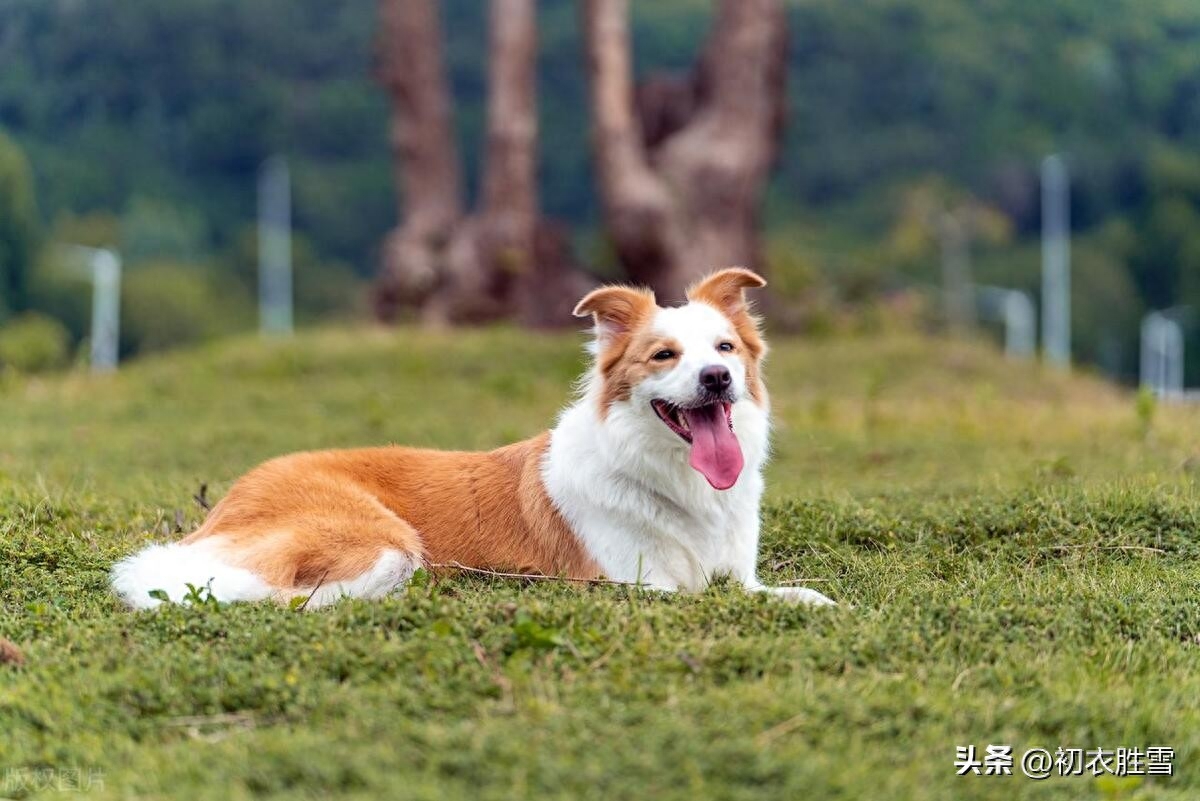 三伏天唯美诗词摘抄（初伏古诗五首赏读）