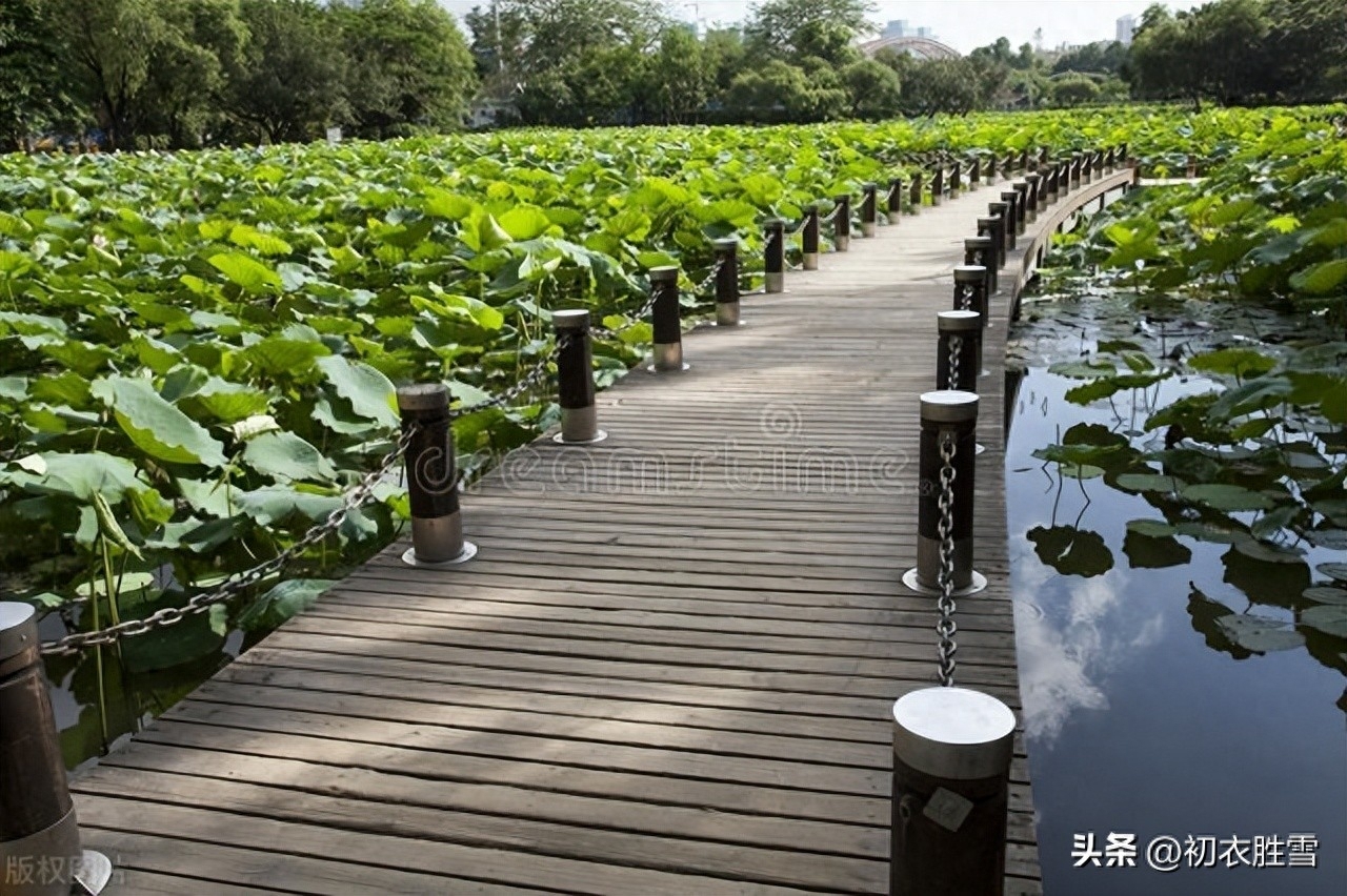 荷花唯美诗词大全（长夏荷花五首赏析）