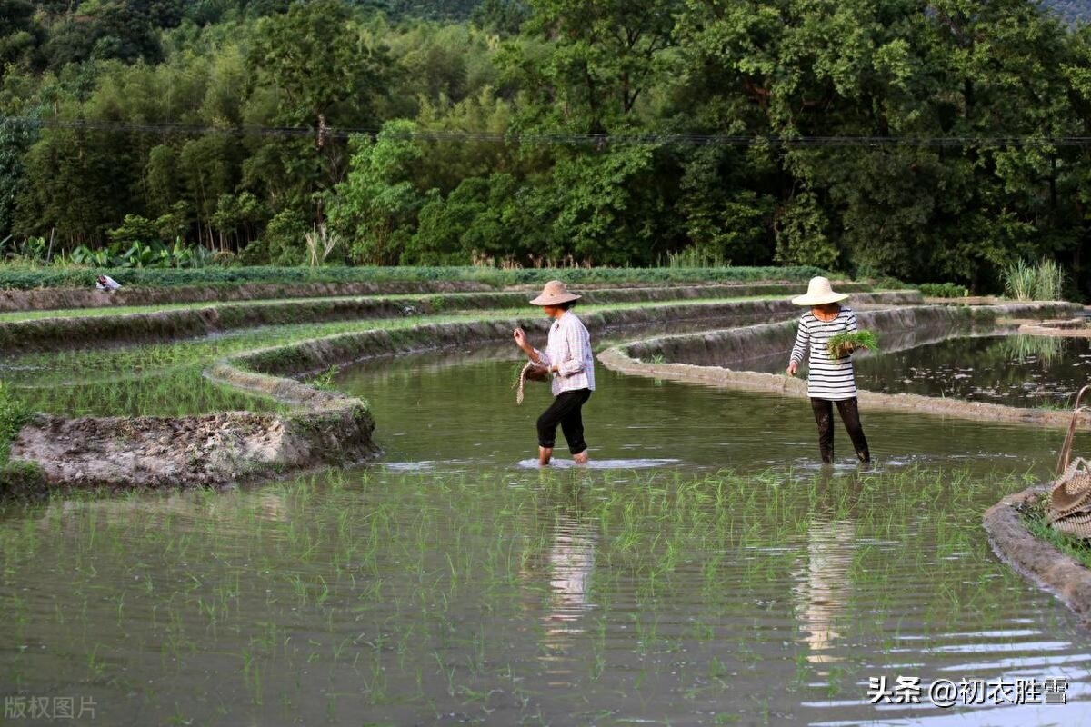 小暑一声雷，花时天小暑（小暑节气经典诗词五首）