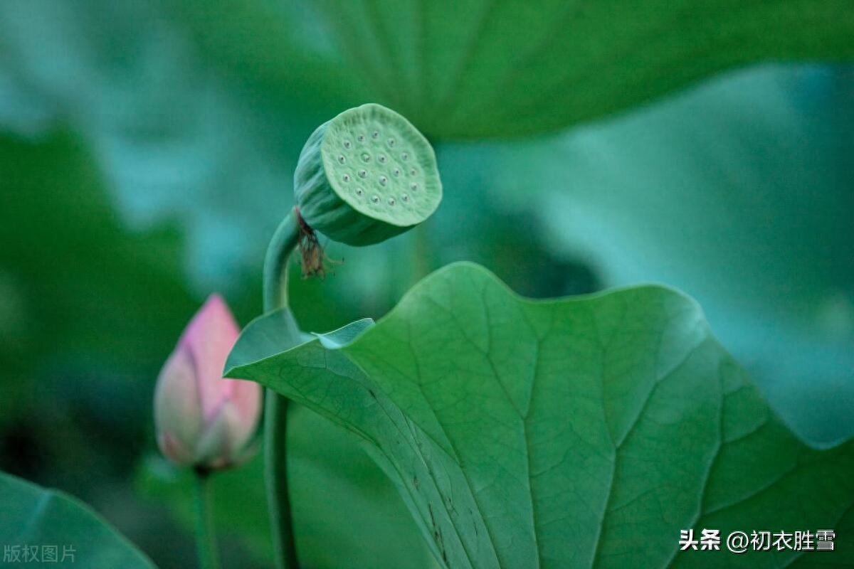 莲子唯美古诗五首赏析（莲子房房嫩，不厌池中泥）