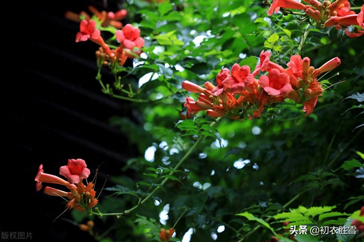 仲夏梅雨古诗五首赏析（若无梅子雨，焉得稻花风）