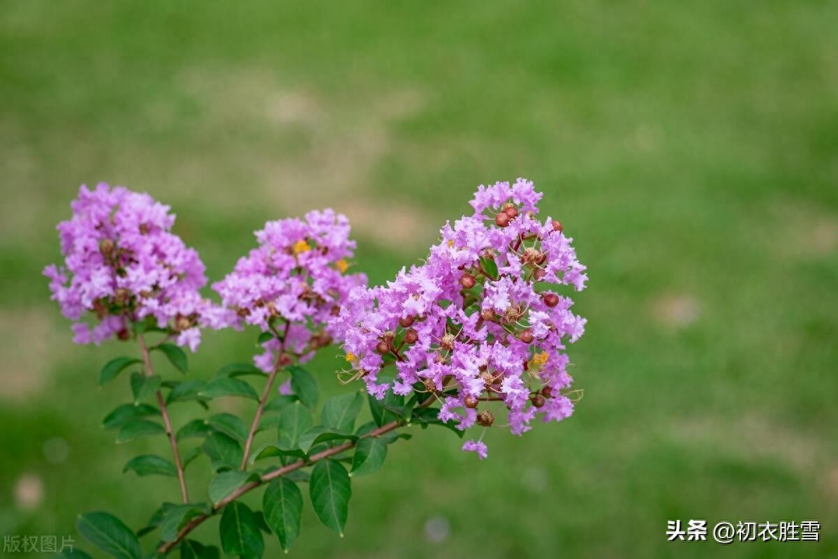 夏花紫薇古诗六首赏析（我非紫薇郎，爱种紫薇花）