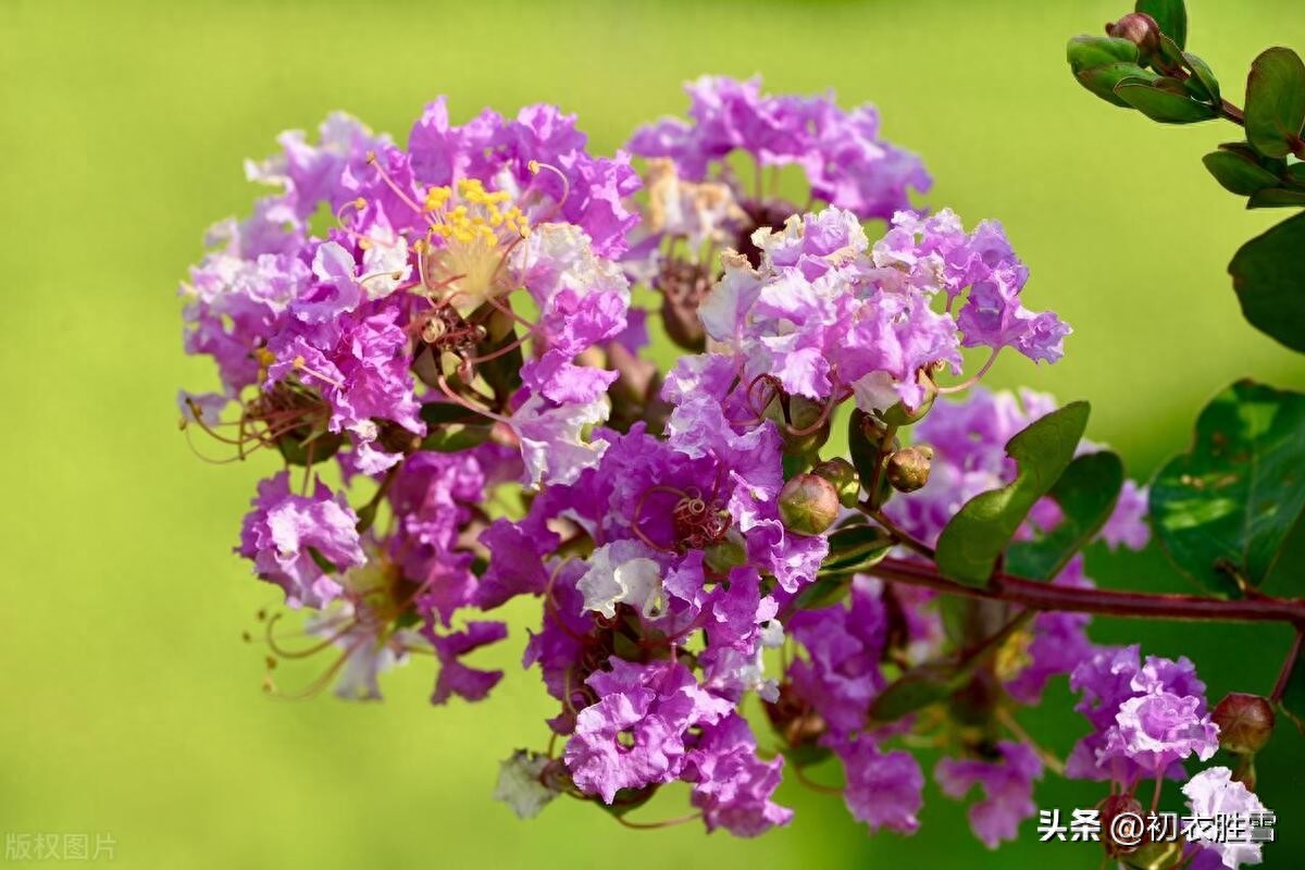 夏花紫薇古诗六首赏析（我非紫薇郎，爱种紫薇花）