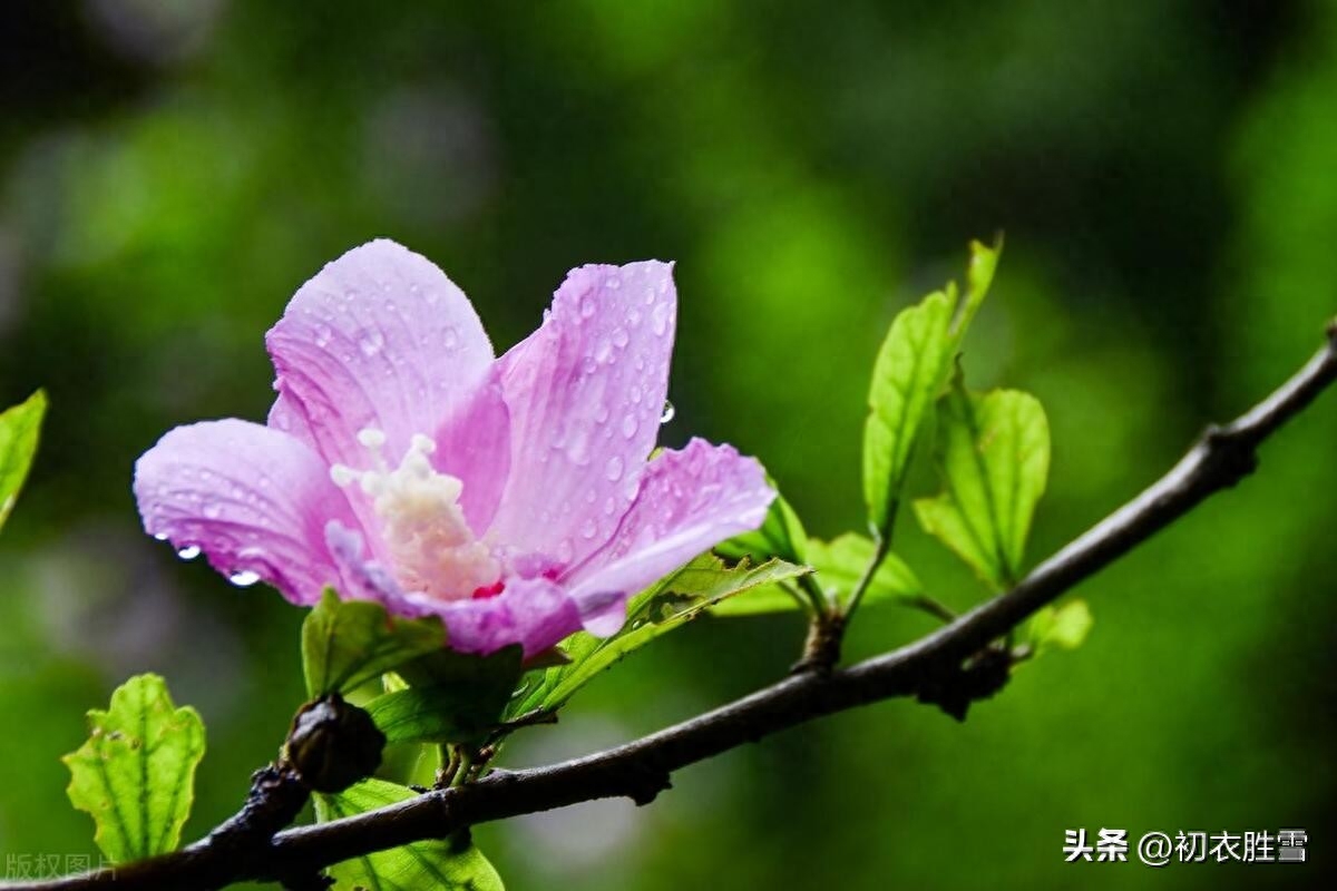 夏花木槿花六首赏析（漫栽木槿成篱落，已得清阴又得花）