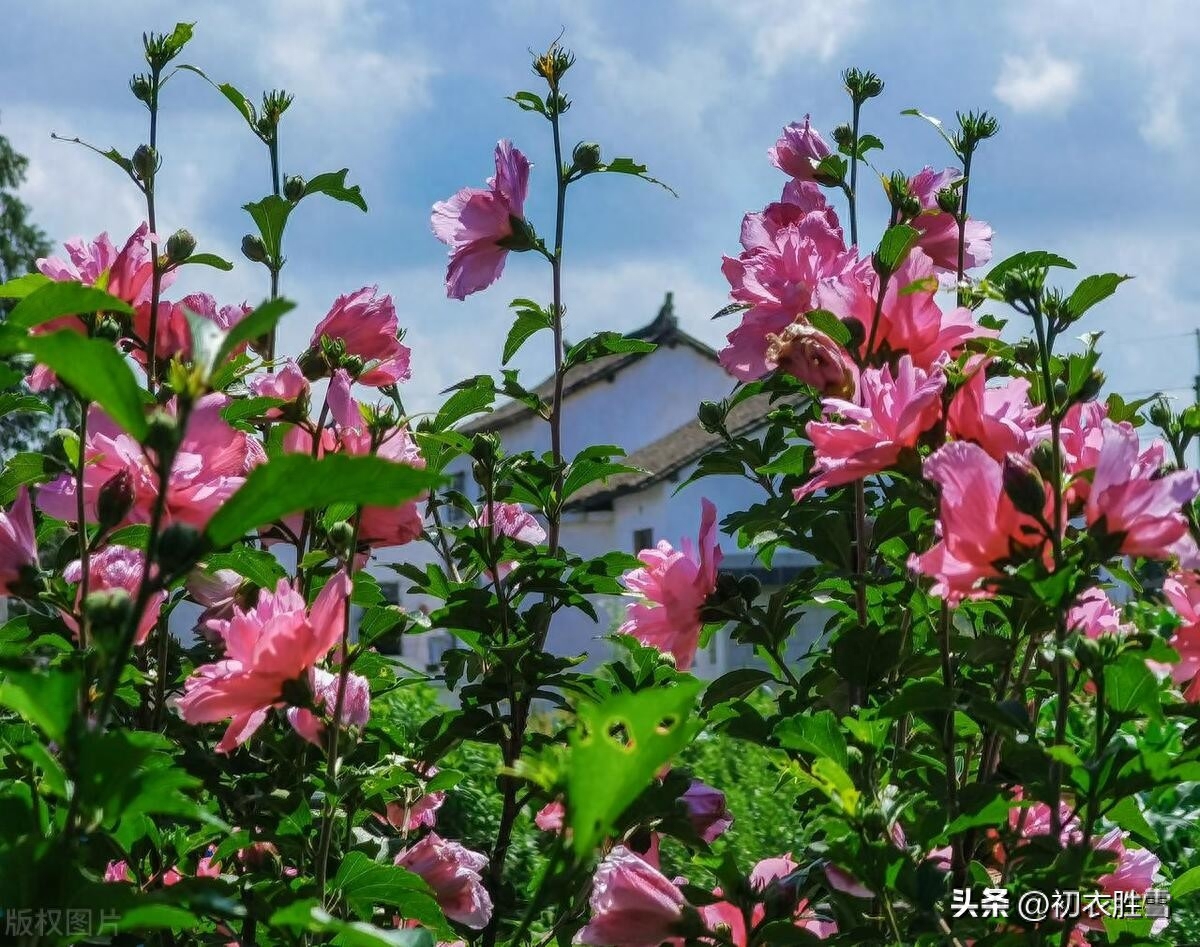 夏花木槿花六首赏析（漫栽木槿成篱落，已得清阴又得花）