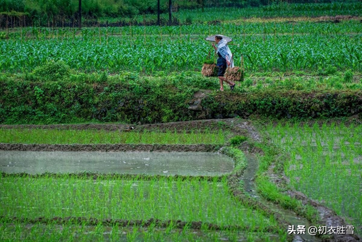 夏至诗词五首赏析（一陂野葛花如雪，夏至江村正好嬉）