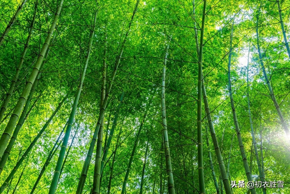 夏竹绝句五首赏析（气吹朱夏转，森风十万竿）