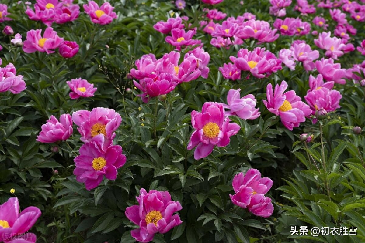 夏花芍药古诗五首精选（芍药至温柔，红红笑不休）