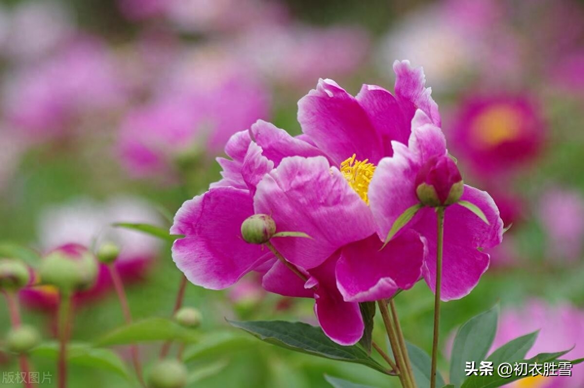 夏花芍药古诗五首精选（芍药至温柔，红红笑不休）