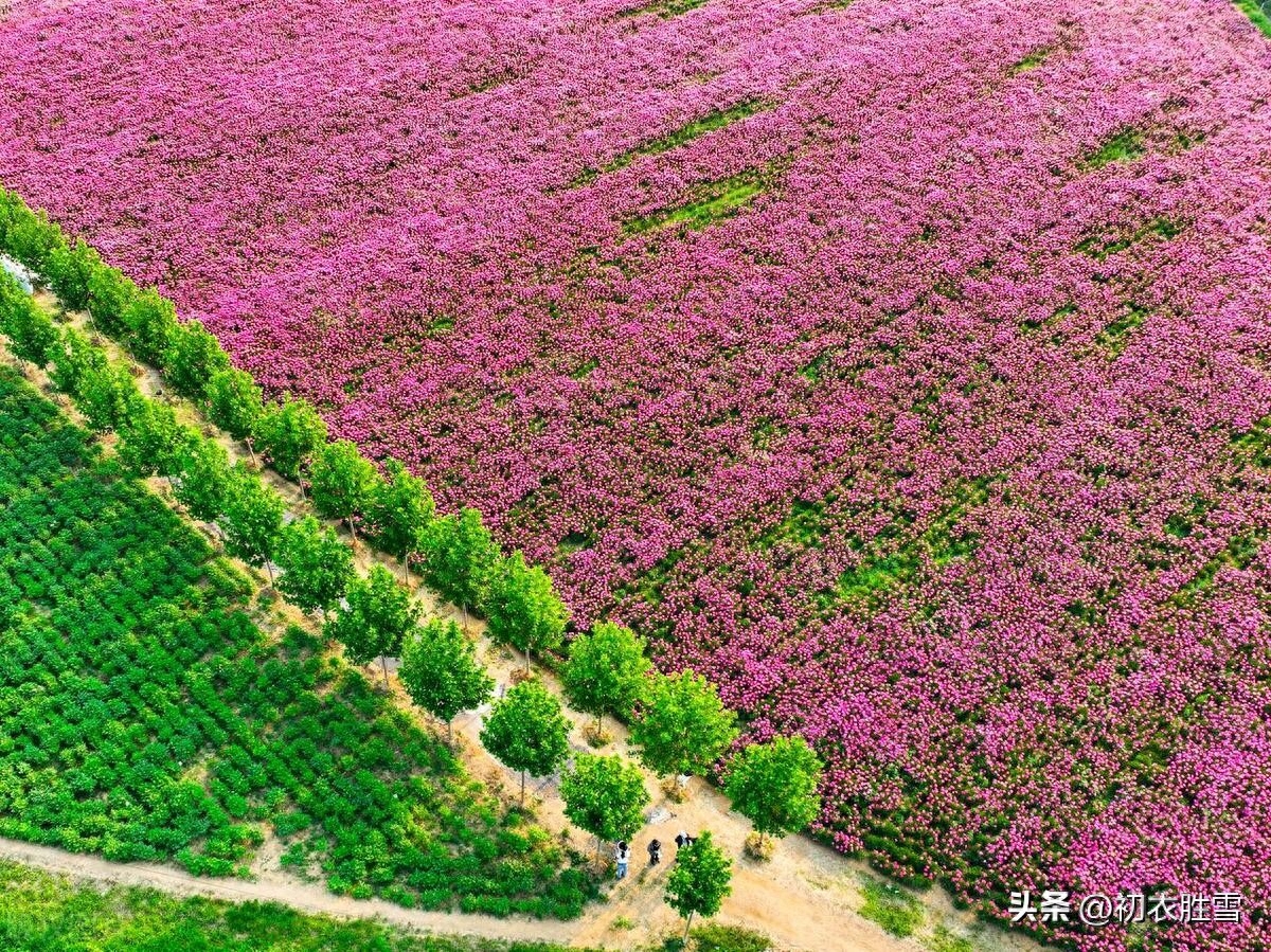 夏花芍药古诗五首精选（芍药至温柔，红红笑不休）