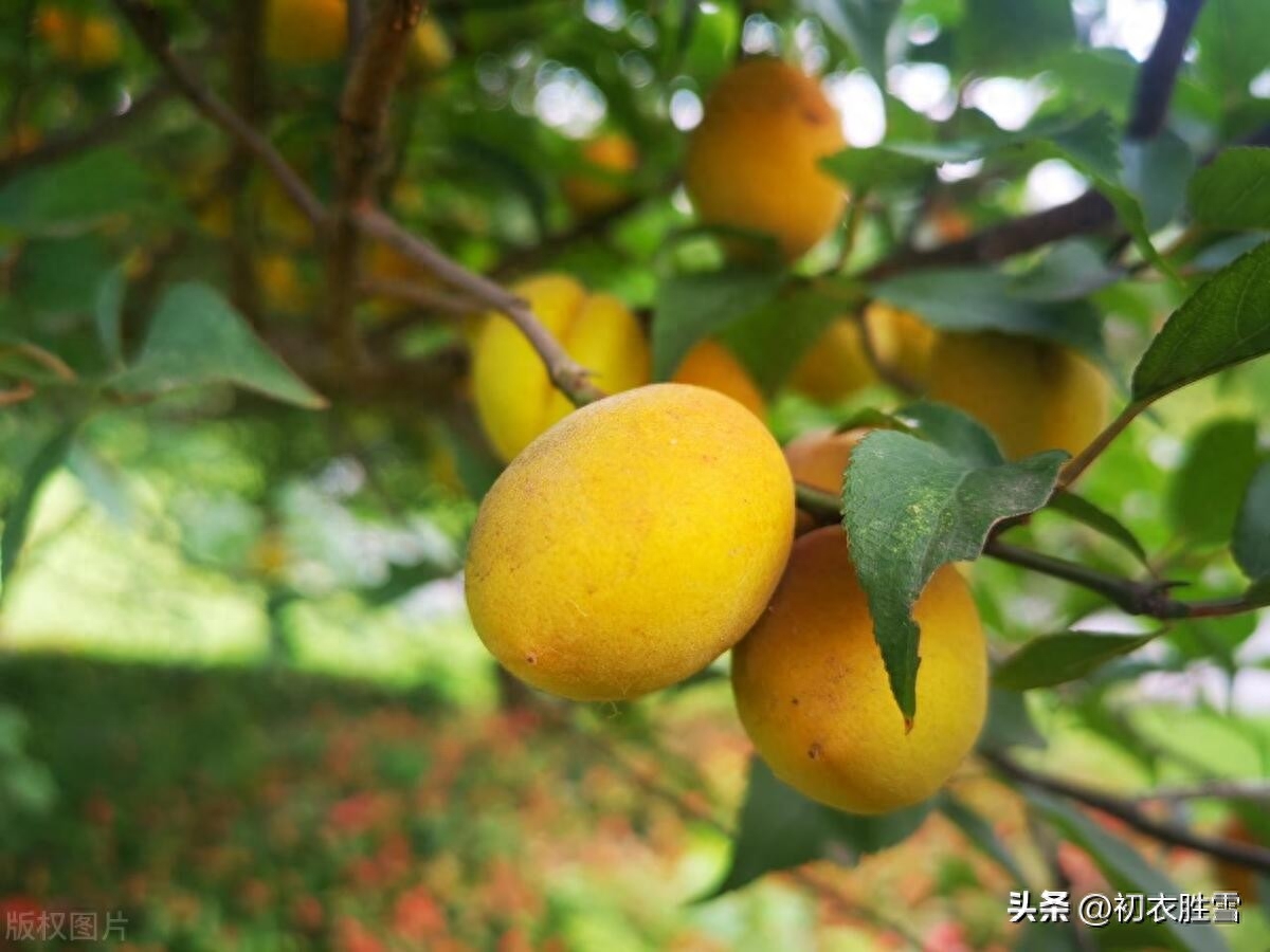 梅雨经典诗词有哪些（精选梅雨古诗五首）