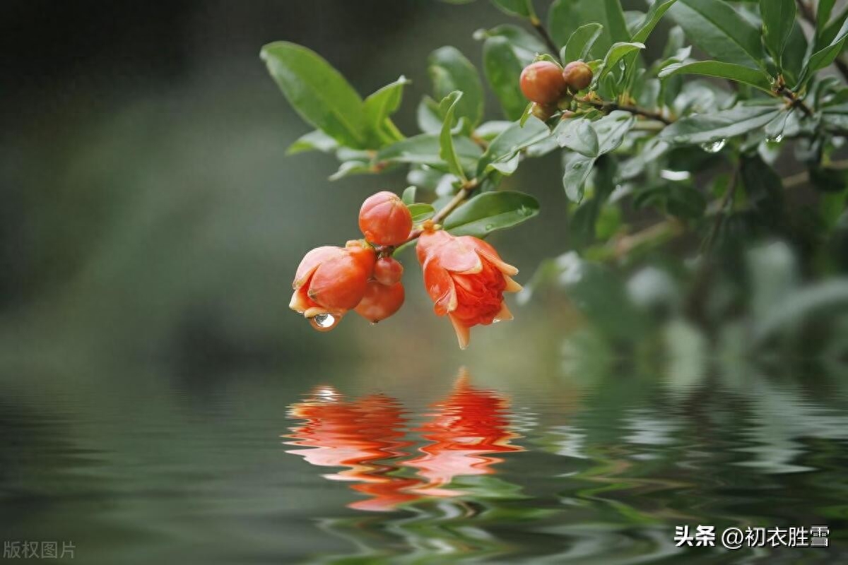 石榴花古诗五首鉴赏（榴花新酿绿于苔，不劳君劝石榴花）