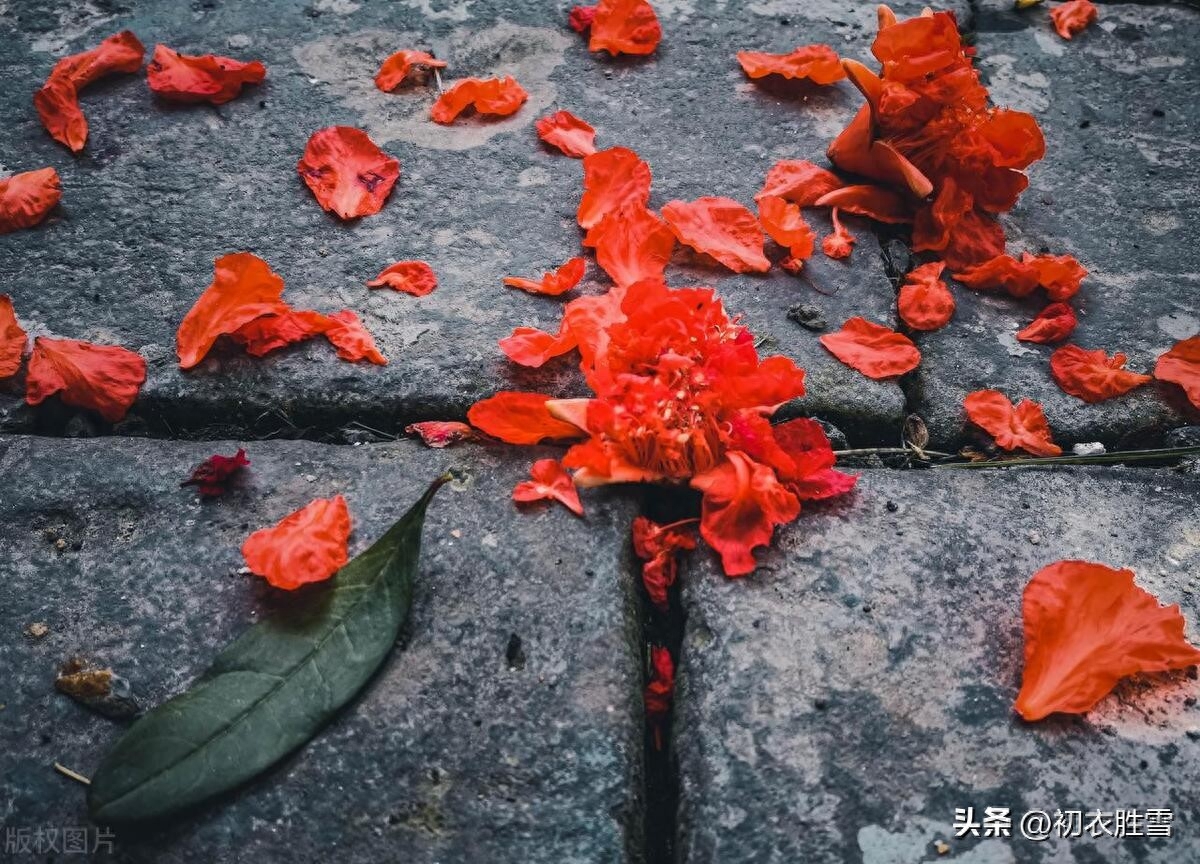 石榴花古诗五首鉴赏（榴花新酿绿于苔，不劳君劝石榴花）