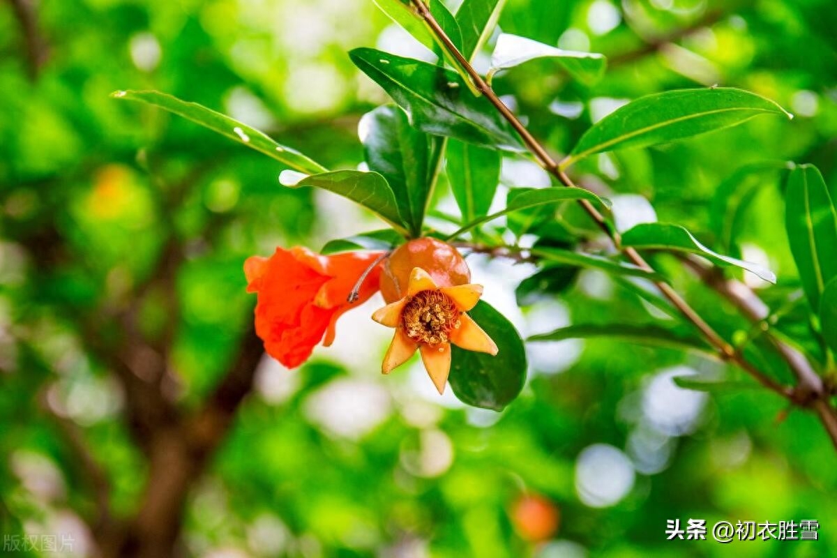 石榴花古诗五首鉴赏（榴花新酿绿于苔，不劳君劝石榴花）