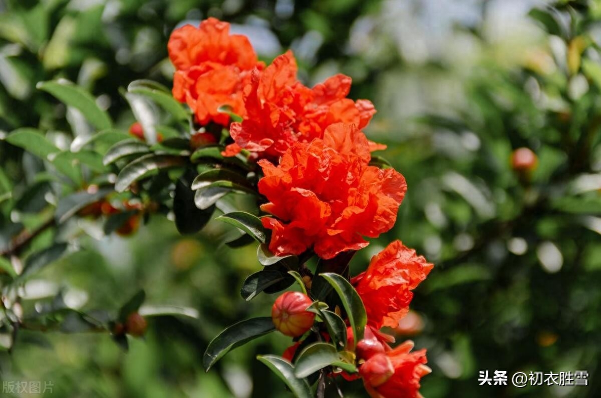 石榴花古诗五首鉴赏（榴花新酿绿于苔，不劳君劝石榴花）