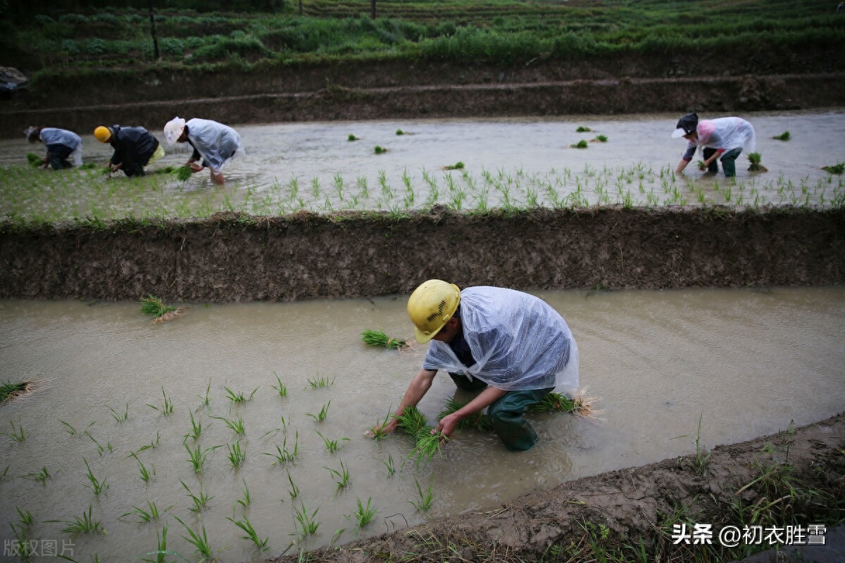 芒种时雨古诗三首鉴赏（时雨如膏沐，村村逐芒种）