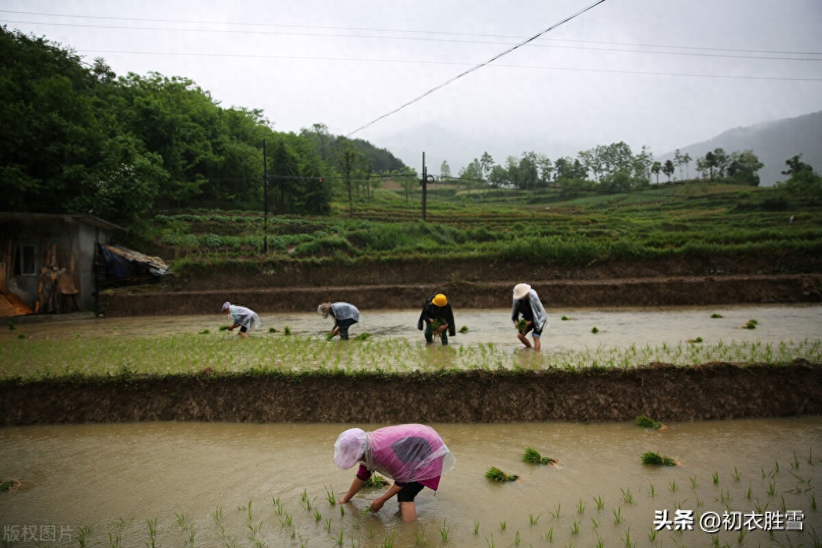 二十四节气之芒种古诗六首（时雨及芒种，芒种夏将深）