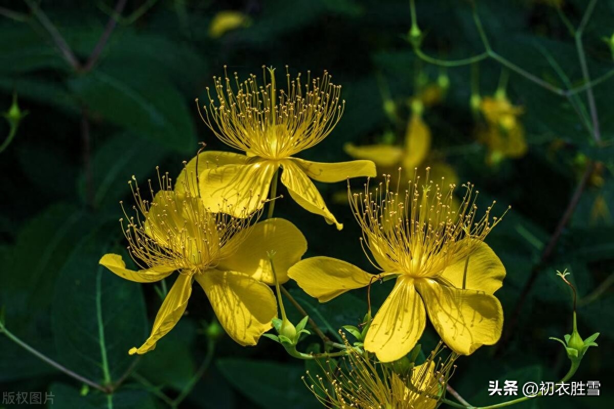 夏花金丝桃诗词六首赏析（最爱绿盘高捧出，五花齐灿五金灯）