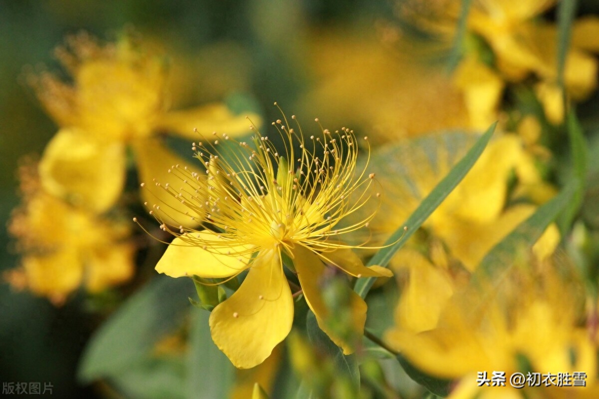 夏花金丝桃诗词六首赏析（最爱绿盘高捧出，五花齐灿五金灯）