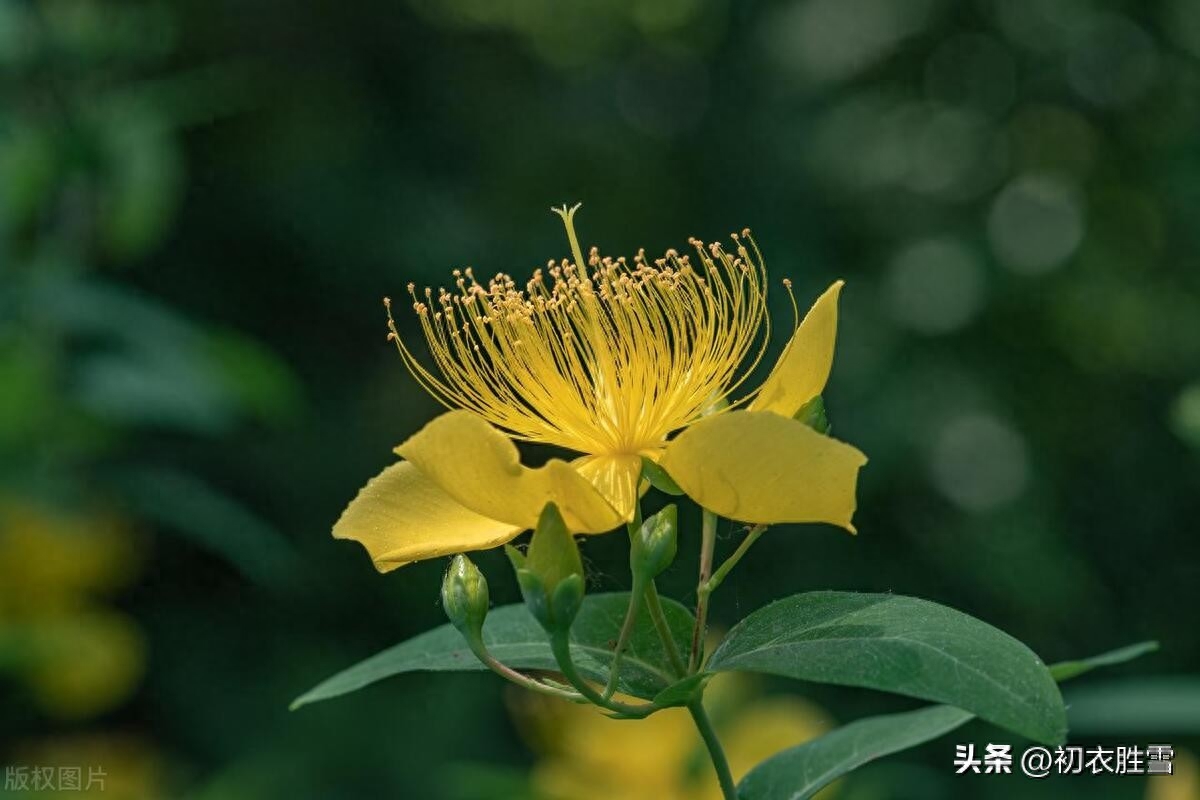 夏花金丝桃诗词六首赏析（最爱绿盘高捧出，五花齐灿五金灯）