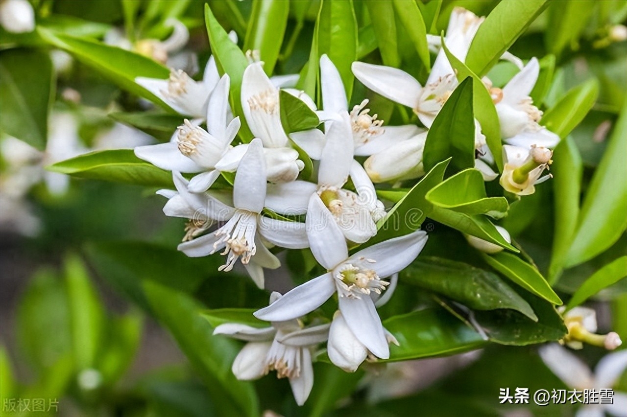 夏花橘花诗词五首鉴赏（帘卷薰风夏日长，幽庭脉脉橘花香）