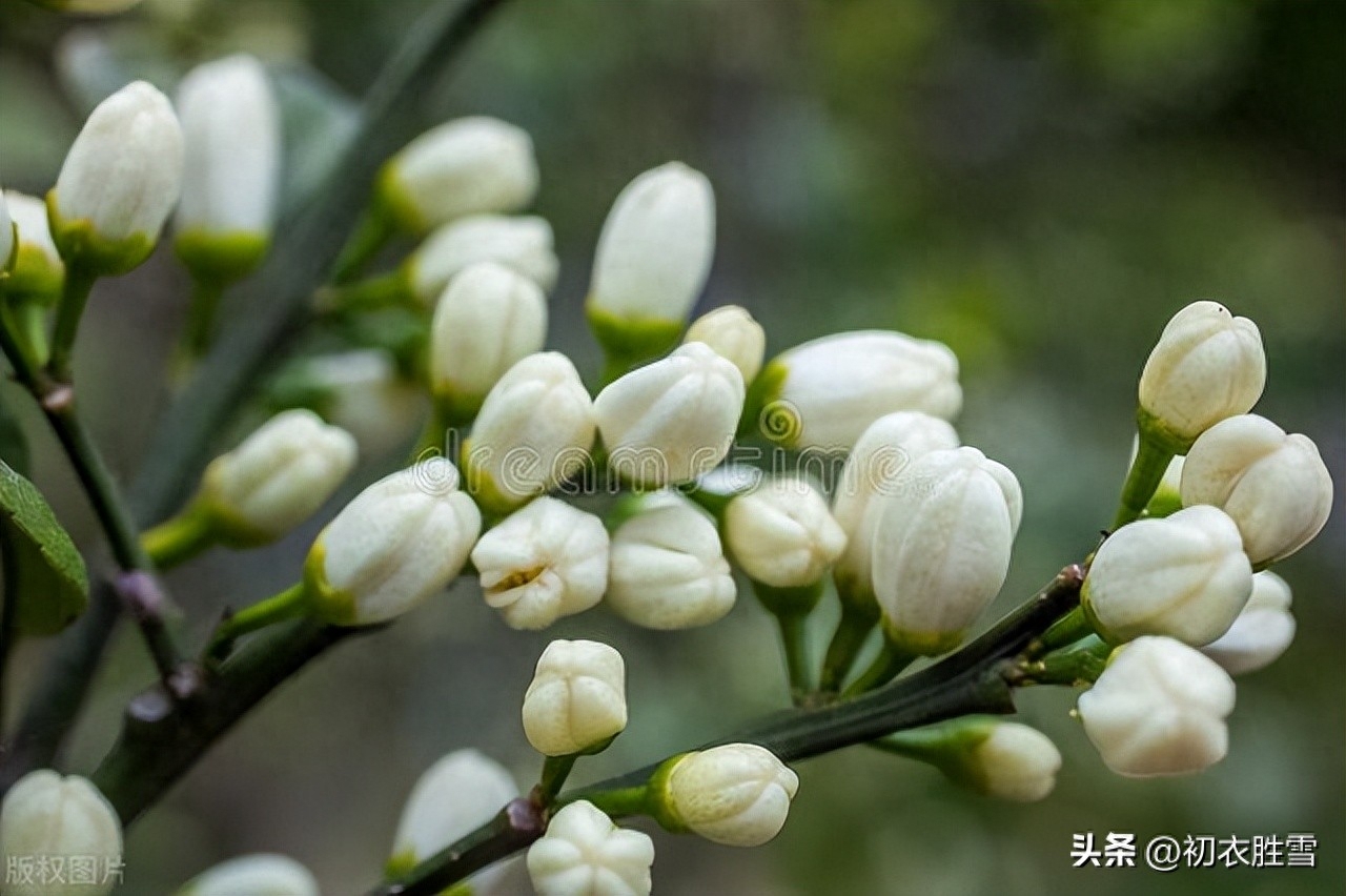 夏花橘花诗词五首鉴赏（帘卷薰风夏日长，幽庭脉脉橘花香）