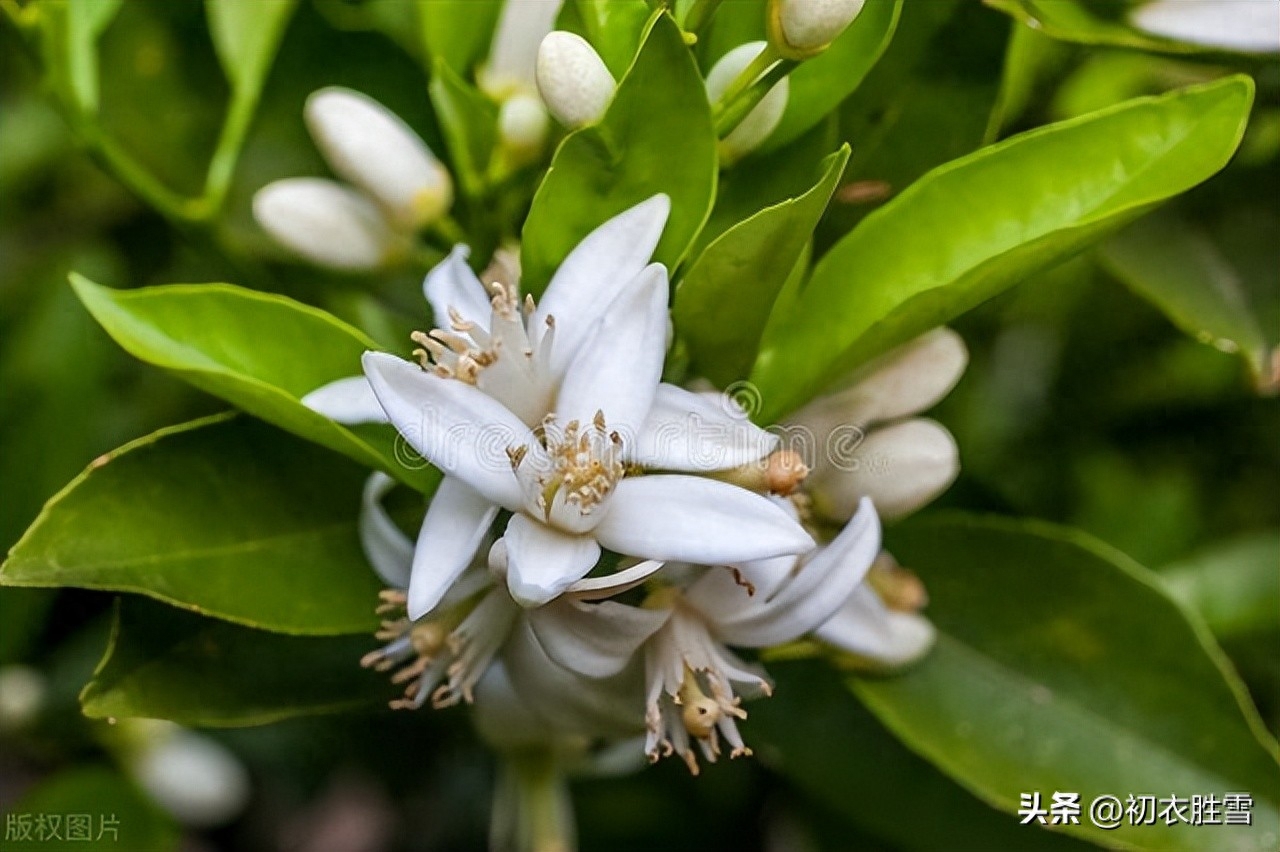 夏花橘花诗词五首鉴赏（帘卷薰风夏日长，幽庭脉脉橘花香）