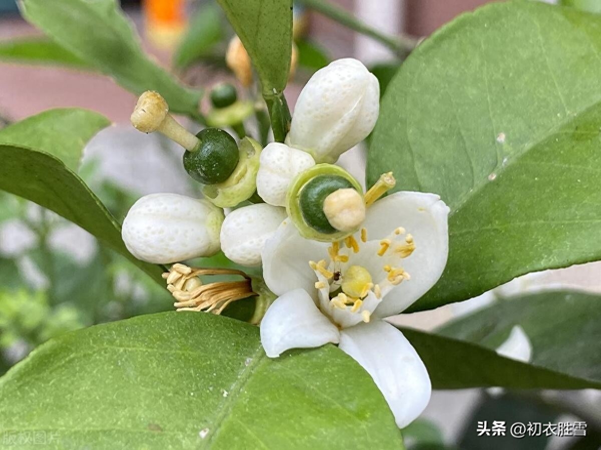 夏花橘花诗词五首鉴赏（帘卷薰风夏日长，幽庭脉脉橘花香）