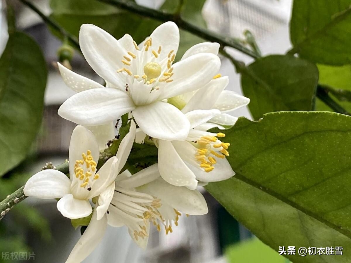 夏花橘花诗词五首鉴赏（帘卷薰风夏日长，幽庭脉脉橘花香）