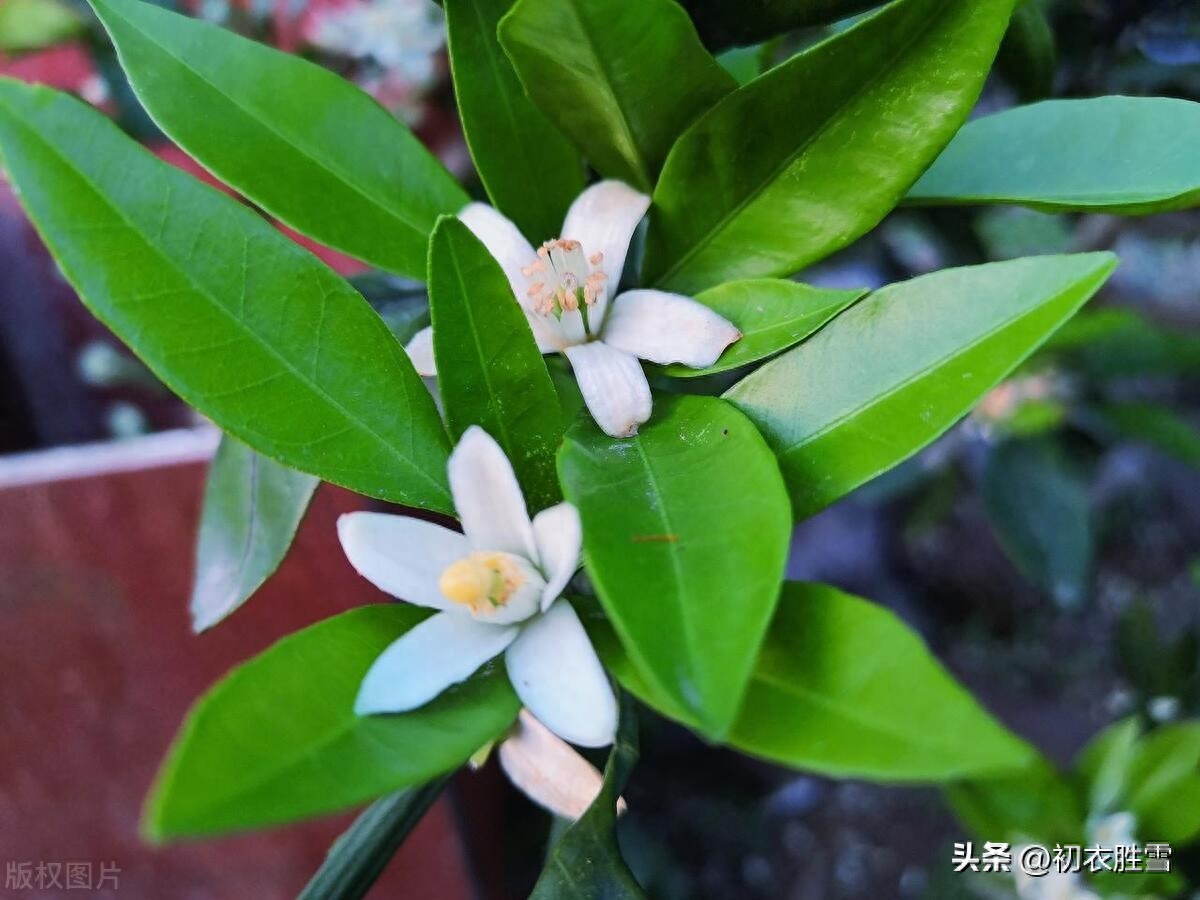 夏花橘花诗词五首鉴赏（帘卷薰风夏日长，幽庭脉脉橘花香）