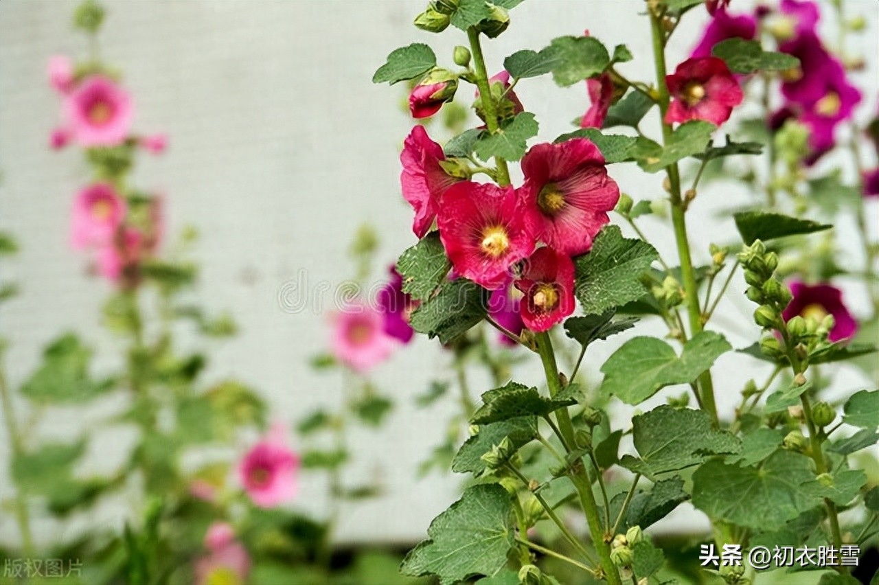 夏日葵花古诗五首鉴赏（四月清和雨乍晴，惟有葵花向日倾）