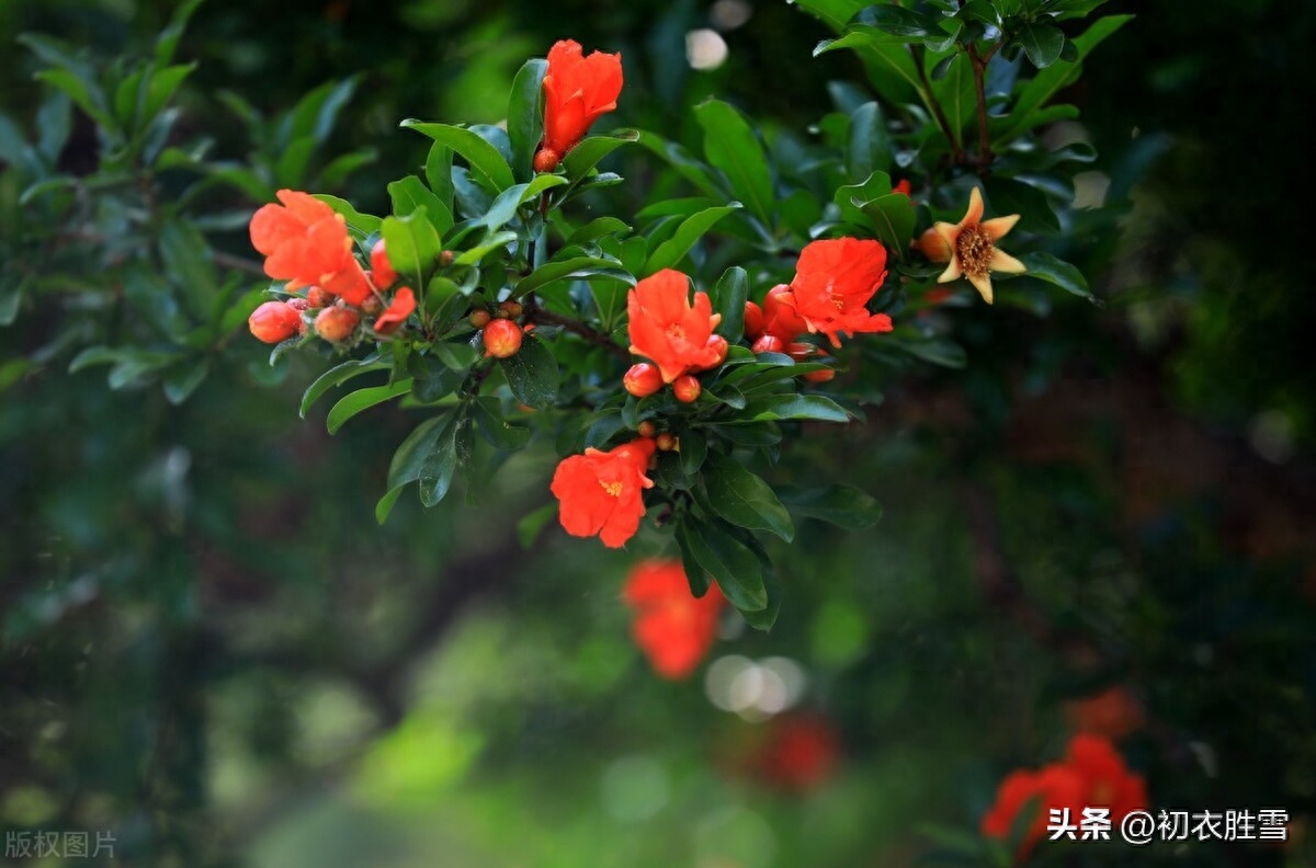 夏花石榴唯美古诗五首（照日含风千万朵，故园千里正相思）