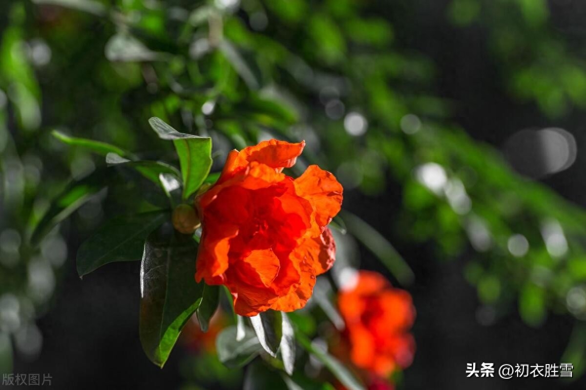 夏花石榴唯美古诗五首（照日含风千万朵，故园千里正相思）