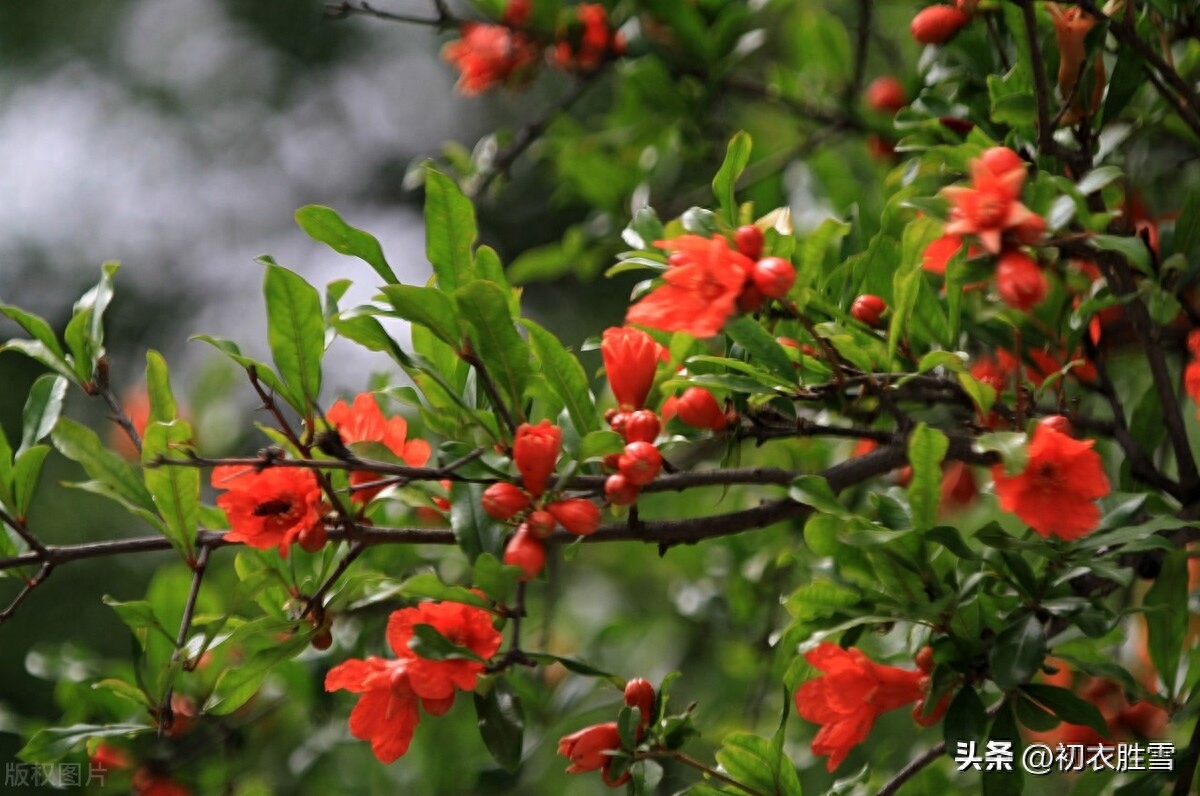 夏花石榴唯美古诗五首（照日含风千万朵，故园千里正相思）