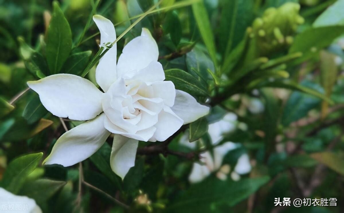 栀子花五言律诗五首（香因静里知，压雪一枝枝）