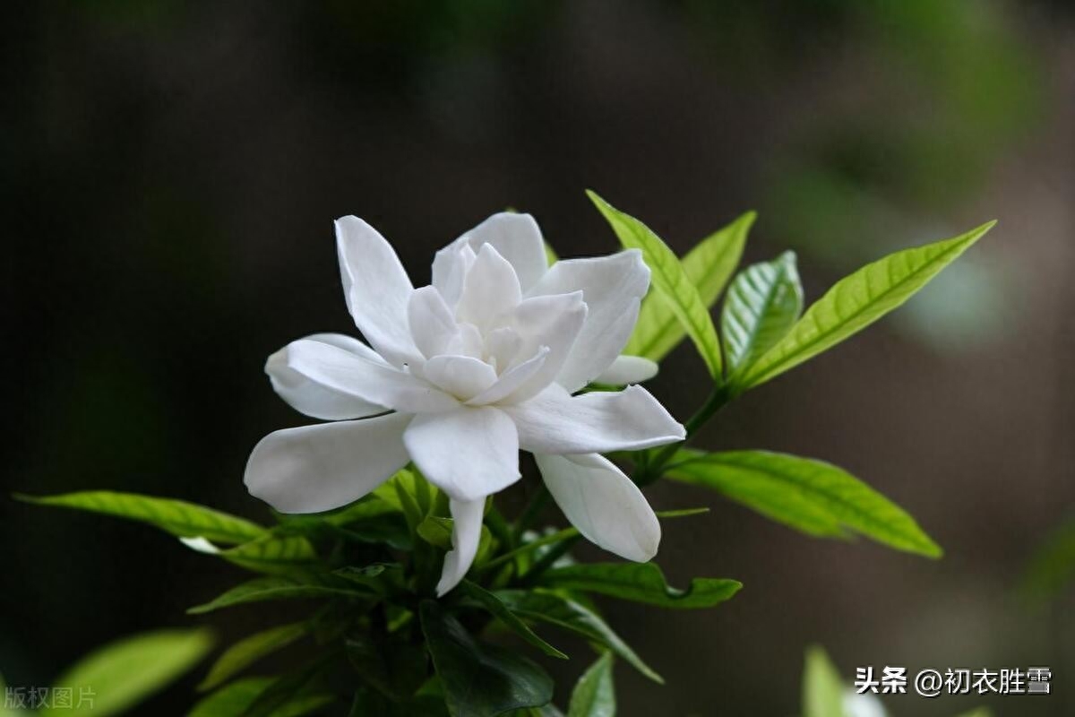 栀子花五言律诗五首（香因静里知，压雪一枝枝）