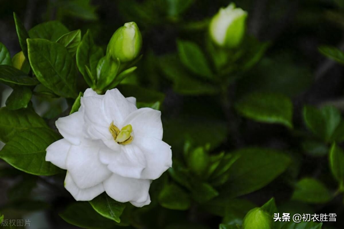 栀子花五言律诗五首（香因静里知，压雪一枝枝）