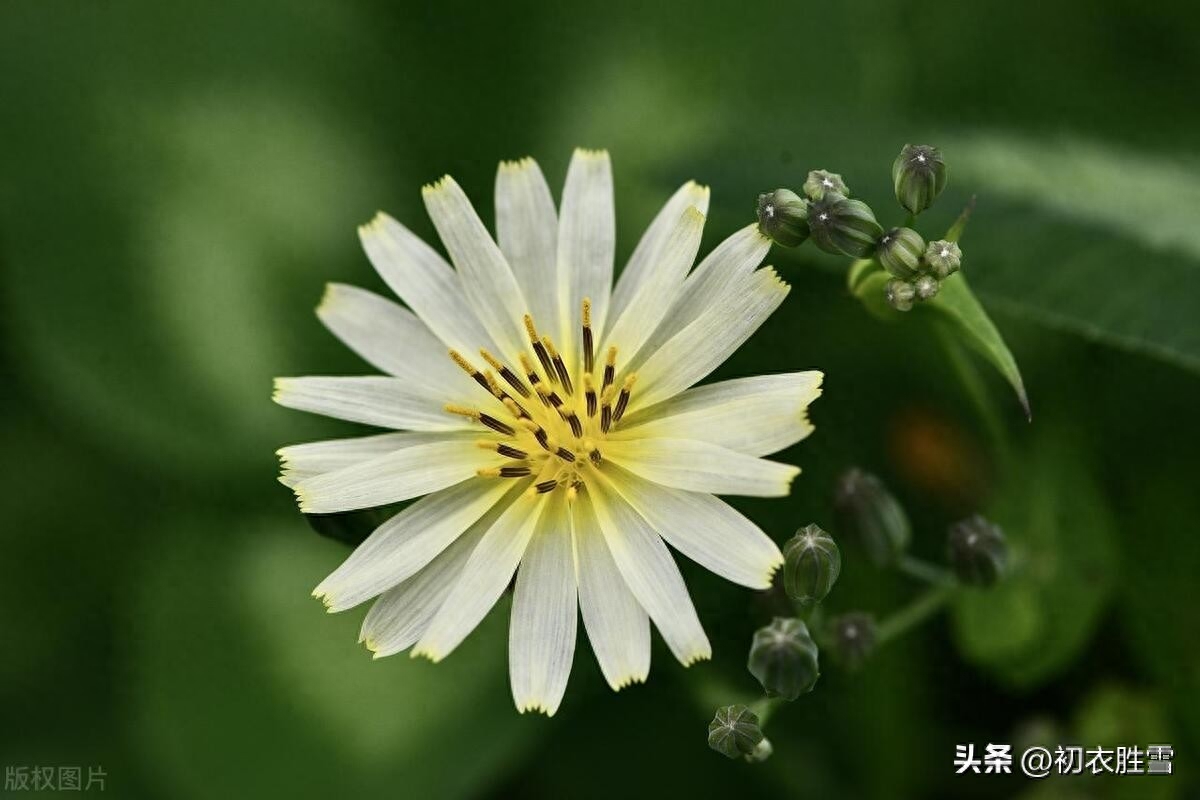 小满节气古诗五首赏析（南风吹露畦，苦菜日夜花）