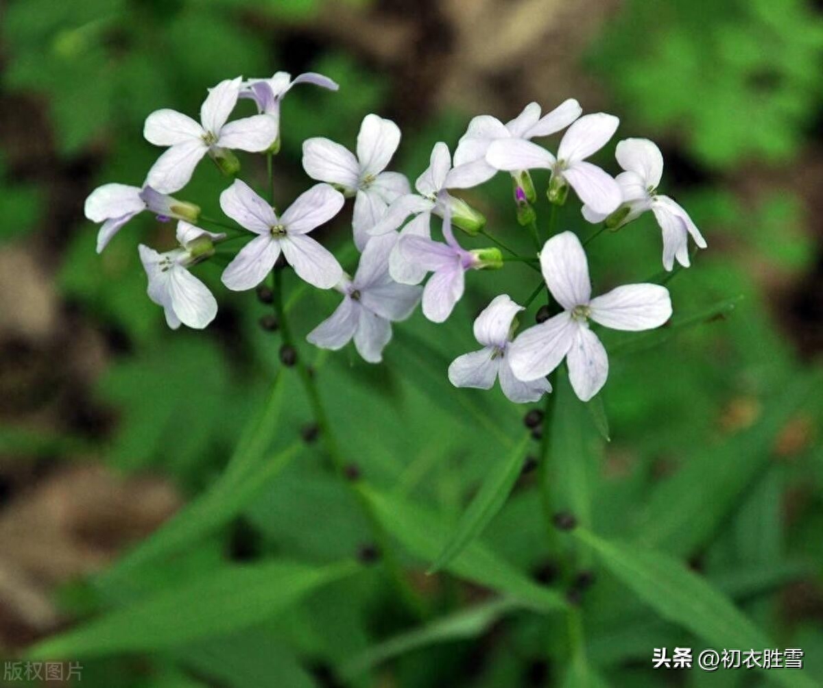 小满节气古诗五首赏析（南风吹露畦，苦菜日夜花）