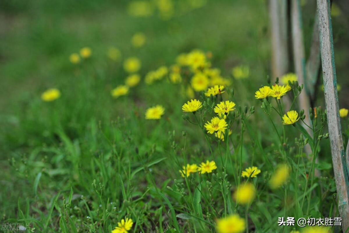 小满节气古诗五首赏析（南风吹露畦，苦菜日夜花）