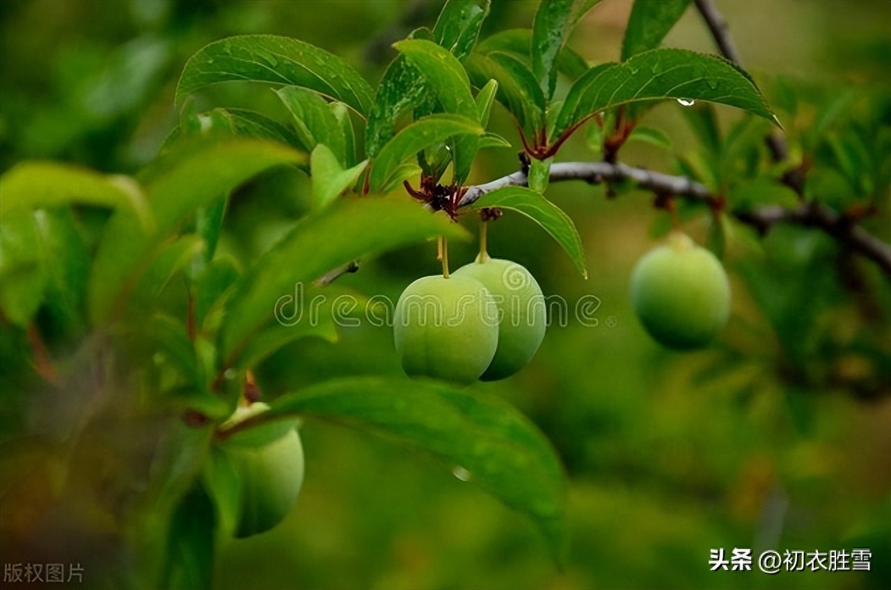 初夏夏雨唯美诗词五首（无人嫌夏雨，阴阴众绿成）