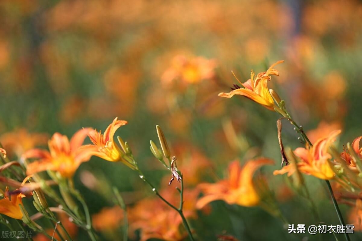 母亲节诗词古句摘抄（萱草生北堂，慈母倚门情）