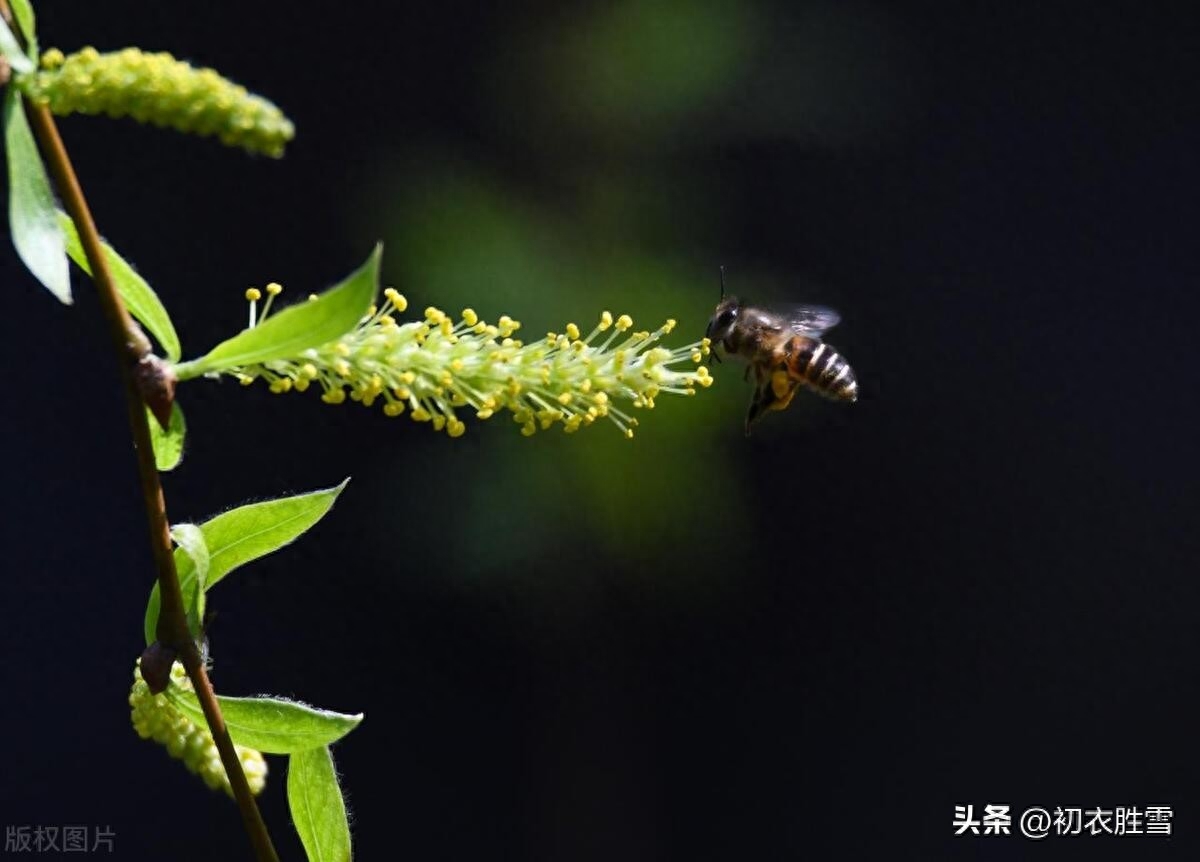 柳花诗词古句有哪些（柳花柳絮诗词七首）