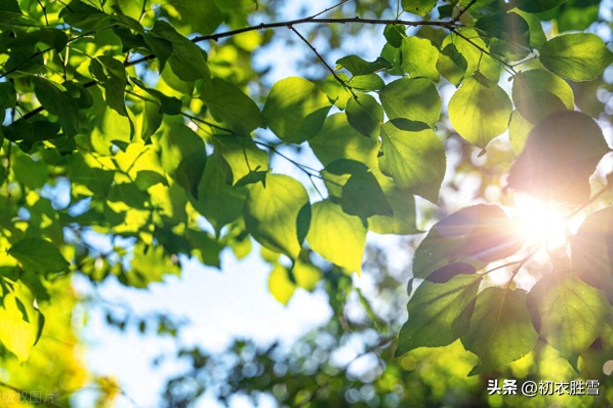 迎接夏天立夏古诗五首（却从立夏晴多日，策杖闲来看绿阴）